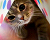 Avatar do Utilizador
